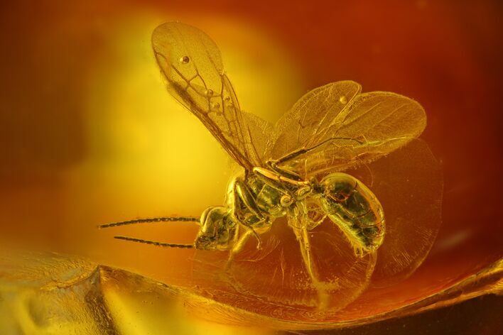 Detailed Fossil Wasp (Hymenoptera) In Baltic Amber #163515